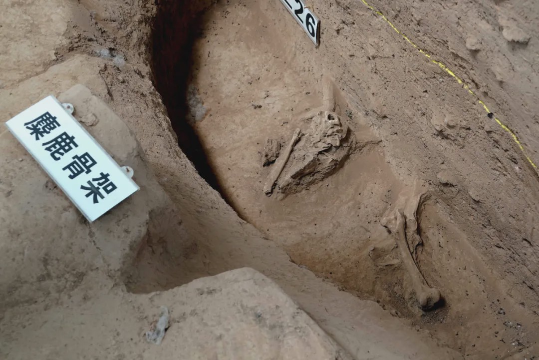 河南鞏義發(fā)現(xiàn)5000多年前“河洛古國”，不排除是黃帝時代都邑所在