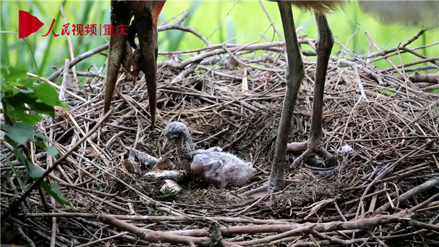 母親節(jié)，看動物老母親如何反芻哺育幼崽