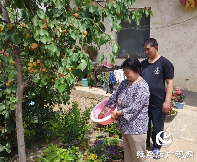 貧困戶張桂芝：俺家杏子熟了，要請韓書記來做客