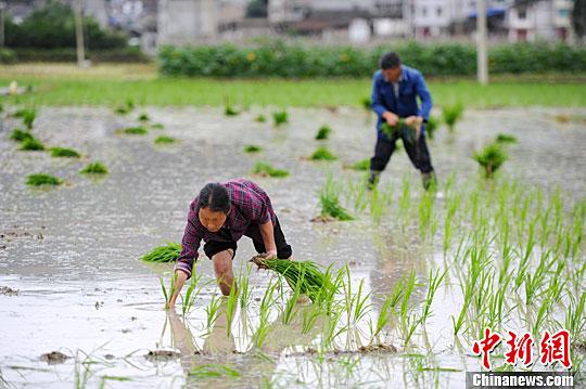 小滿節(jié)氣到！民間祭車神、吃野菜