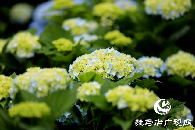 河南駐馬店：小鎮(zhèn)文明建設(shè)催開(kāi)幸?；▋? width=