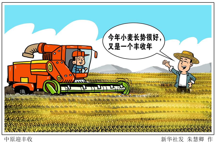 中原麥臘熟 戰(zhàn)“疫”迎豐收