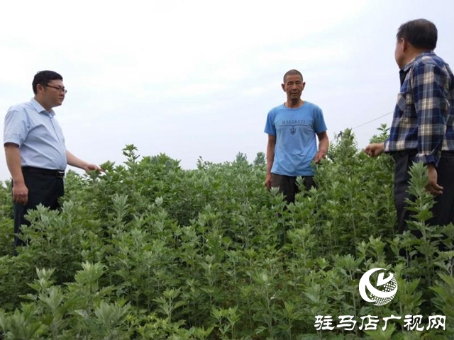  泌陽(yáng)：“種草”也能發(fā)家  走上致富路