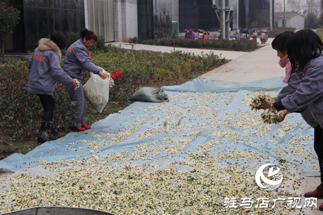 《非遺文化·匠心傳承》——重陽(yáng)菊花酒釀造技藝
