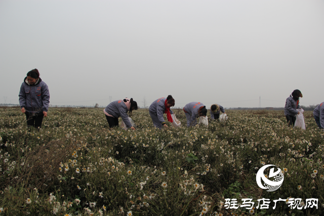 《非遺文化·匠心傳承》——重陽(yáng)菊花酒釀造技藝