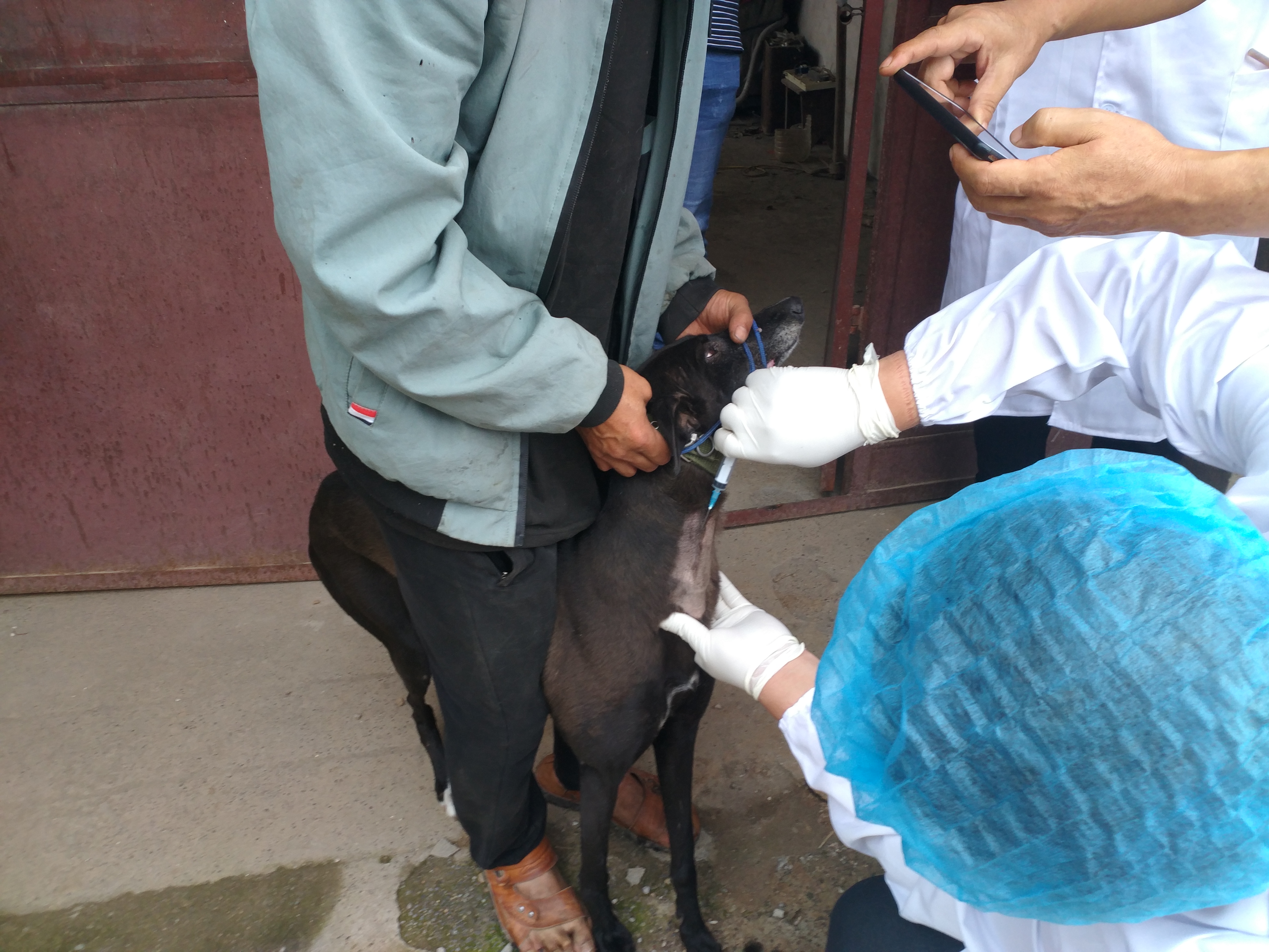 河南兩歲孩子被叮咬患??！省疾控中心專家：警惕黑熱病卷土重來