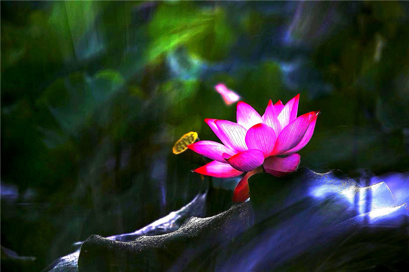 所以，我們愛(ài)荷……