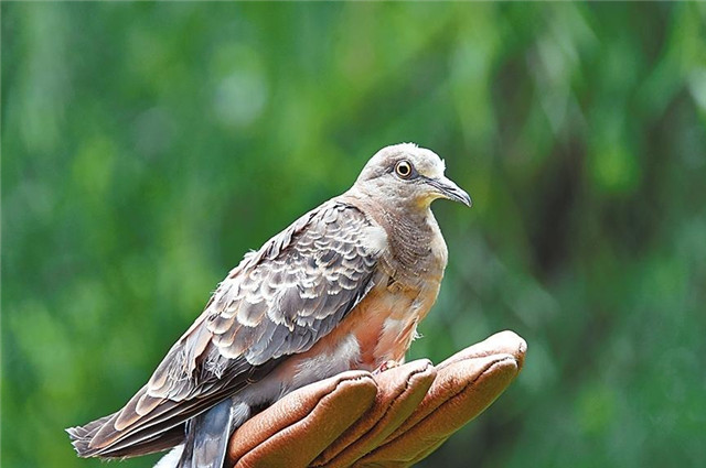 回家吧，回到最初的美好 42只野生動(dòng)物回歸大自然