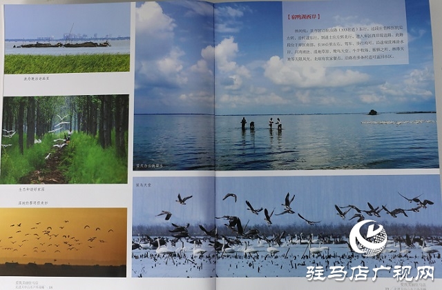 意外墜崖，資深影人葉辛卯魂歸銅山！