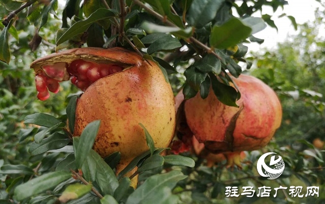 駐馬店驛城區(qū)：石榴紅了 日子火了