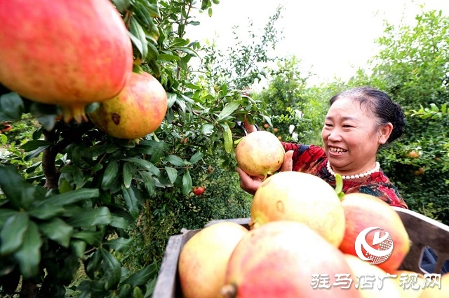 駐馬店驛城區(qū)：石榴紅了 日子火了