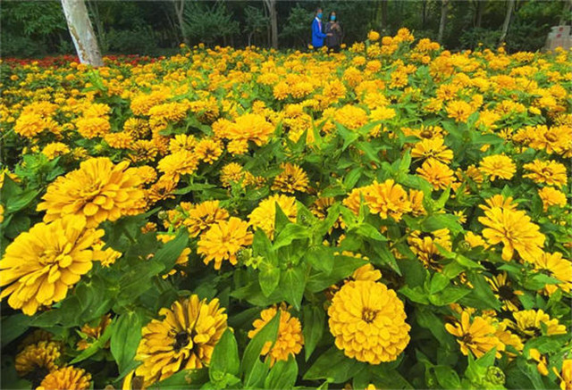  來綠博園賞菊，收獲這個(gè)秋天的浪漫