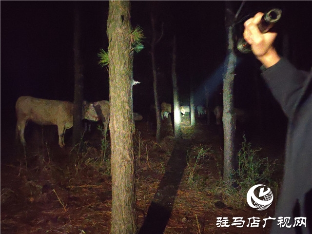 警民齊心冒雨尋牛，秋涼心卻暖