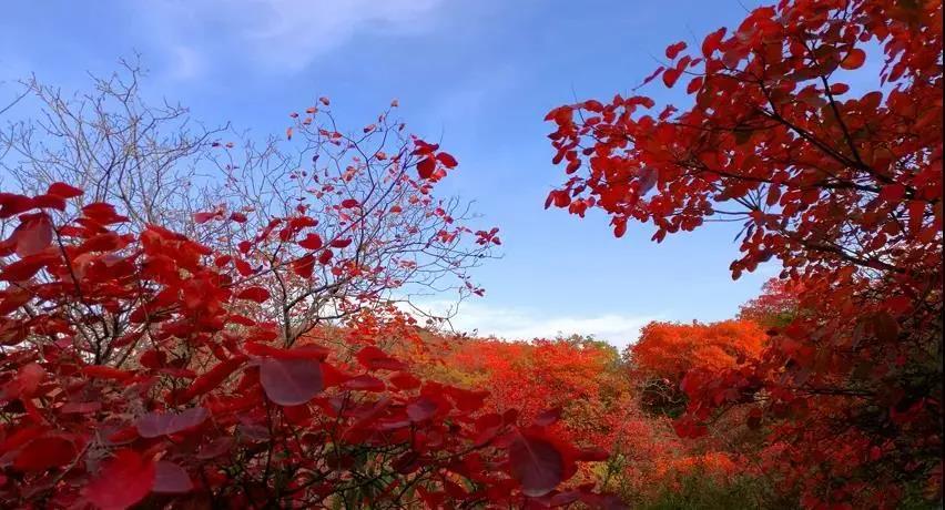 又是一年紅葉季，期待在這里遇見(jiàn)最美的你