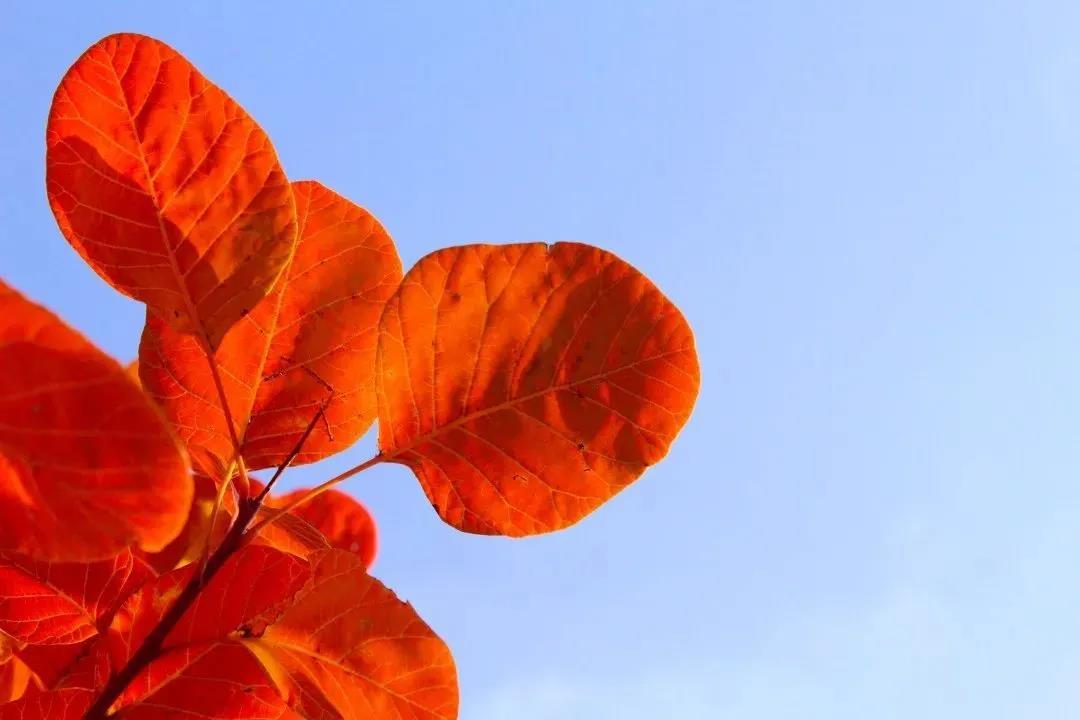 又是一年紅葉季，期待在這里遇見(jiàn)最美的你