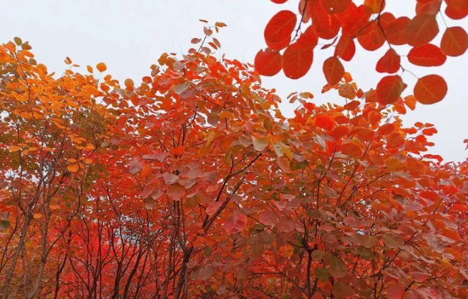 又是一年紅葉季，期待在這里遇見(jiàn)最美的你