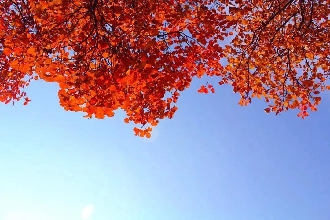 又是一年紅葉季，期待在這里遇見(jiàn)最美的你
