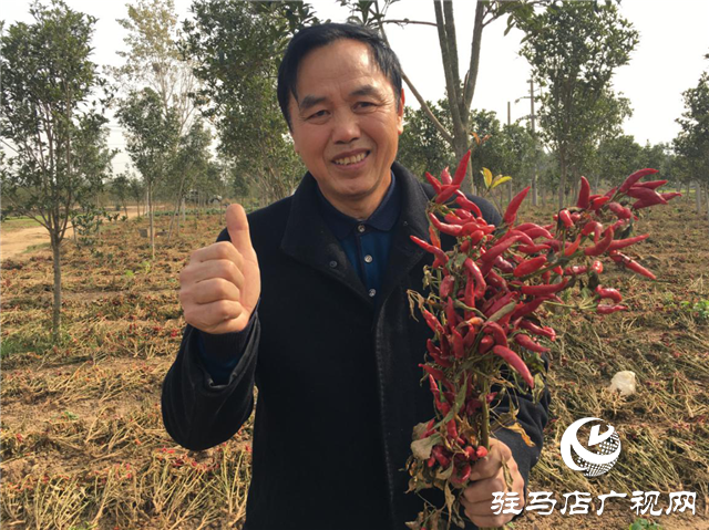 攜手北沃 見證豐收 ——北沃高鈣肥再顯神威，表現(xiàn)驚艷眾人！