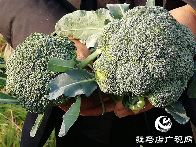 攜手北沃 見證豐收 ——北沃高鈣肥再顯神威，表現(xiàn)驚艷眾人！
