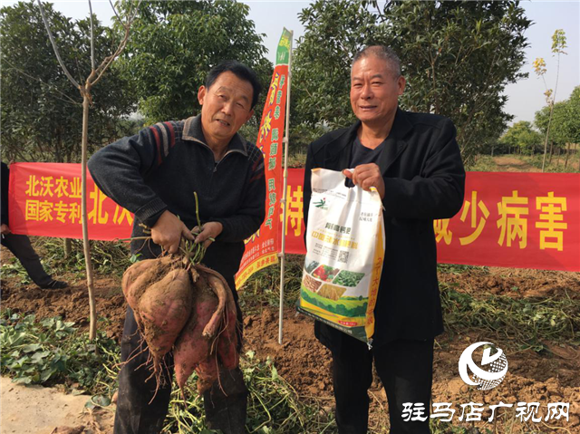 攜手北沃 見證豐收 ——北沃高鈣肥再顯神威，表現(xiàn)驚艷眾人！