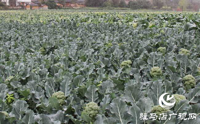 攜手北沃 見證豐收 ——北沃高鈣肥再顯神威，表現(xiàn)驚艷眾人！