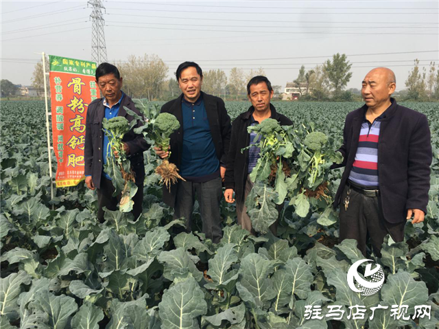 攜手北沃 見證豐收 ——北沃高鈣肥再顯神威，表現(xiàn)驚艷眾人！
