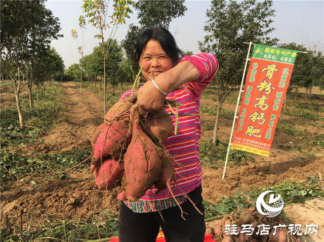 攜手北沃 見證豐收 ——北沃高鈣肥再顯神威，表現(xiàn)驚艷眾人！