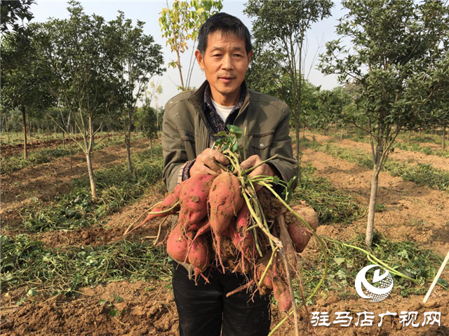 攜手北沃 見證豐收 ——北沃高鈣肥再顯神威，表現(xiàn)驚艷眾人！