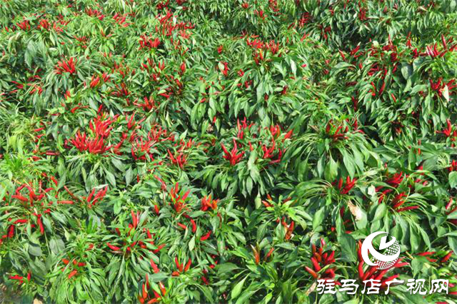 攜手北沃 見證豐收 ——北沃高鈣肥再顯神威，表現(xiàn)驚艷眾人！