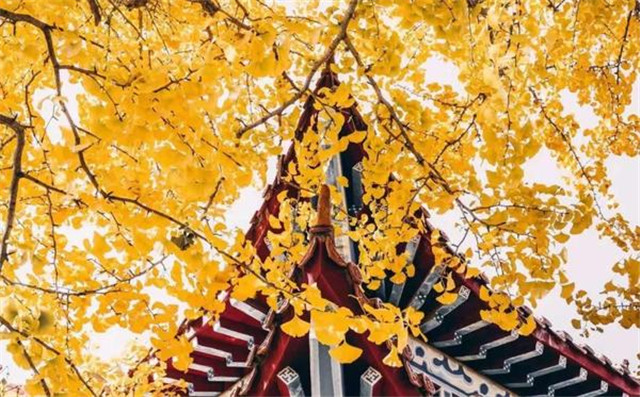 “古剎秋景惹人醉，金色滿(mǎn)園迎賓朋”——嵩山少林寺千年銀杏已到了一年之中最美時(shí)節(jié)！