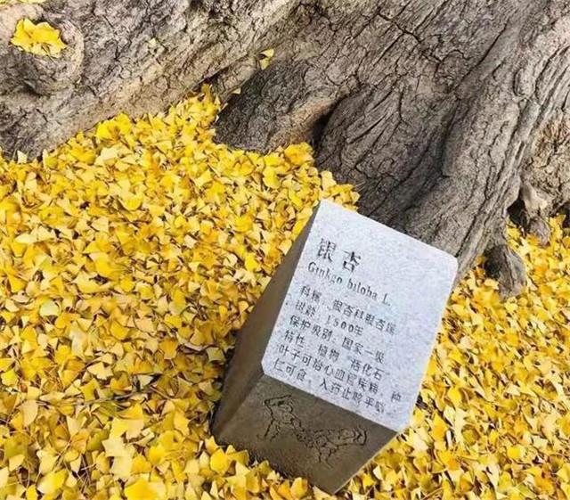 “古剎秋景惹人醉，金色滿(mǎn)園迎賓朋”——嵩山少林寺千年銀杏已到了一年之中最美時(shí)節(jié)！