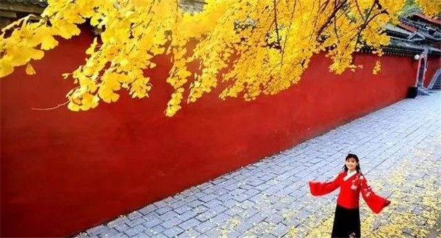 “古剎秋景惹人醉，金色滿(mǎn)園迎賓朋”——嵩山少林寺千年銀杏已到了一年之中最美時(shí)節(jié)！