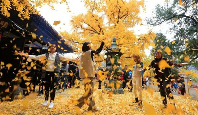 “古剎秋景惹人醉，金色滿(mǎn)園迎賓朋”——嵩山少林寺千年銀杏已到了一年之中最美時(shí)節(jié)！