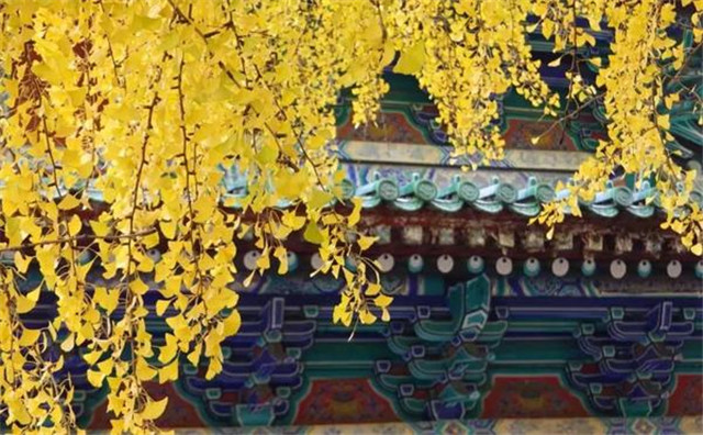 “古剎秋景惹人醉，金色滿(mǎn)園迎賓朋”——嵩山少林寺千年銀杏已到了一年之中最美時(shí)節(jié)！