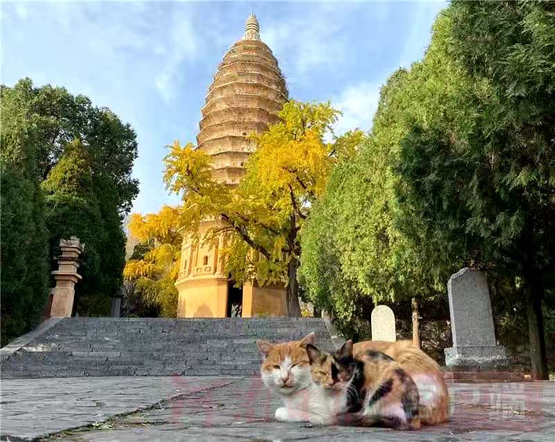 正是老家好時(shí)節(jié)，醉美河南惹人來