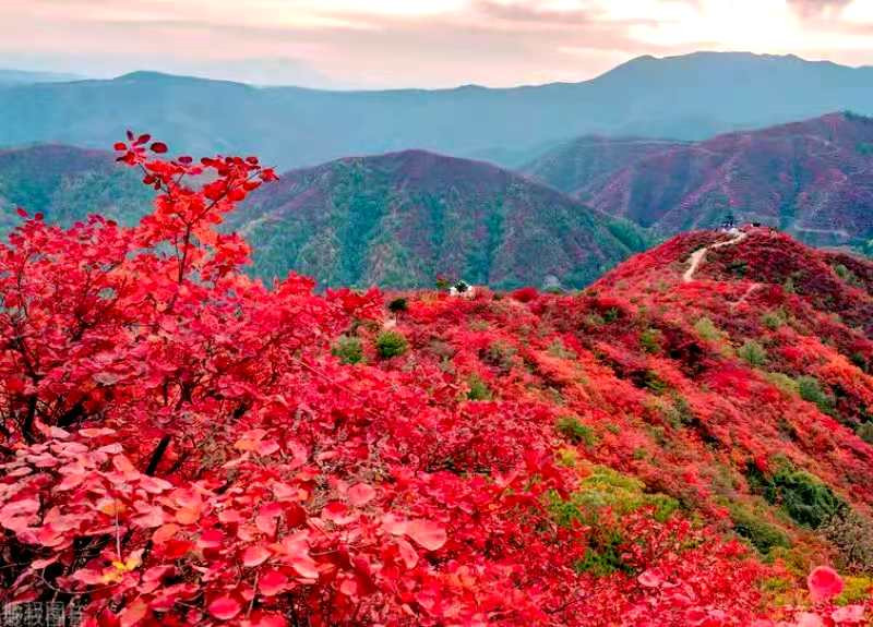 正是老家好時(shí)節(jié)，醉美河南惹人來