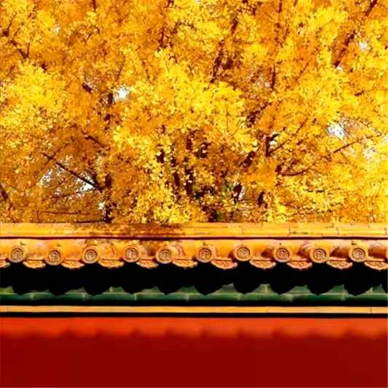 正是老家好時(shí)節(jié)，醉美河南惹人來
