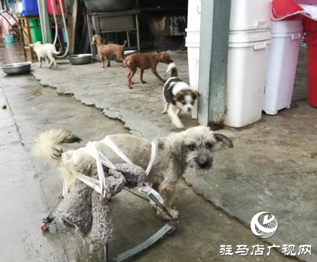 獲獎后，這些乒乓球小將把獎勵捐給寵物救助站