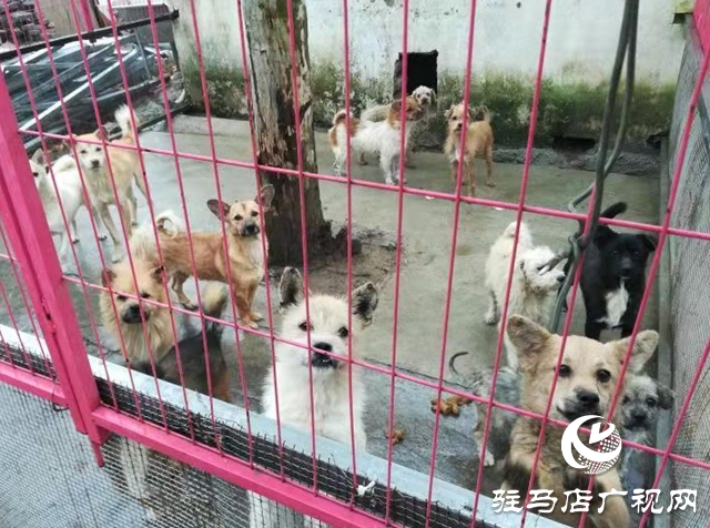 獲獎后，這些乒乓球小將把獎勵捐給寵物救助站