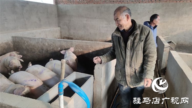 重獲“新生”，泌陽縣下碑寺鄉(xiāng)曹莊村貧困戶養(yǎng)豬走出致富路
