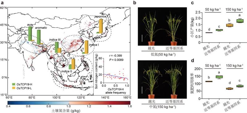 中國(guó)科學(xué)家找回“古早”水稻基因，可提高氮肥利用效率