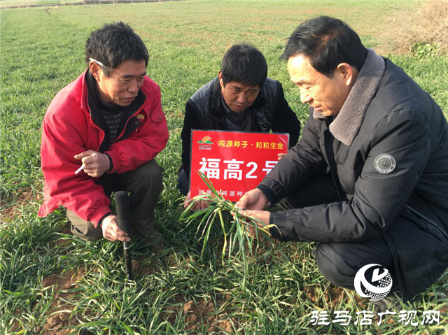 噸源種業(yè)“福高2號”田間回訪之二
