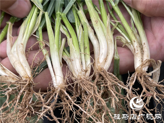 新麥26苗期田間回訪(fǎng)進(jìn)行時(shí)