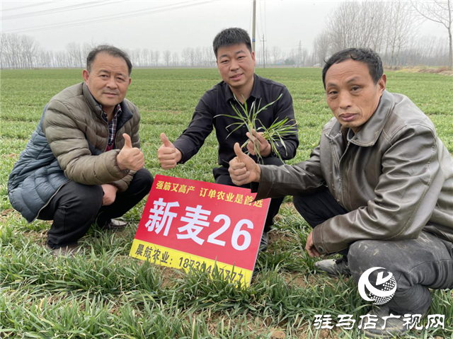 新麥26苗期田間回訪(fǎng)進(jìn)行時(shí)