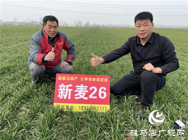 新麥26苗期田間回訪(fǎng)進(jìn)行時(shí)
