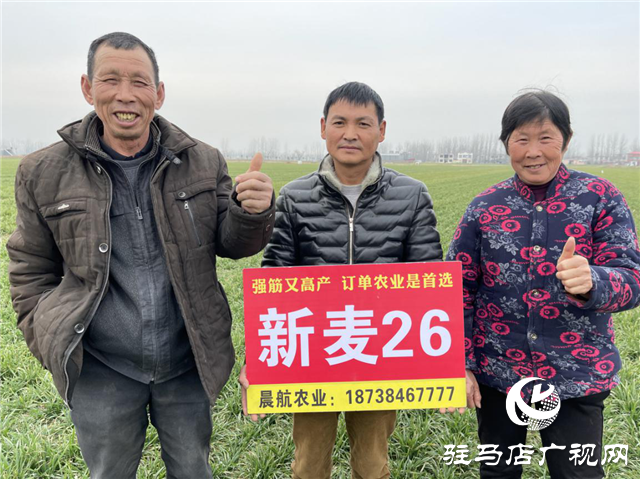 新麥26苗期田間回訪(fǎng)進(jìn)行時(shí)