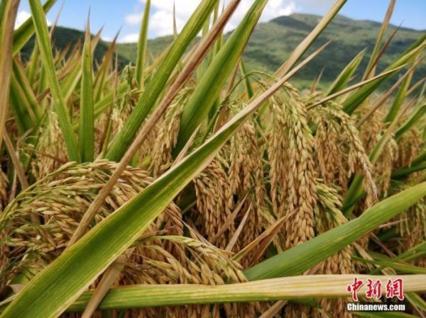 國際糧價暴漲，會影響中國人的“飯碗”嗎？