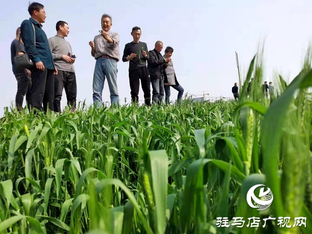 “真打糧”助力駐馬店農(nóng)業(yè)小麥，水稻每畝平均增產(chǎn)109.89公斤