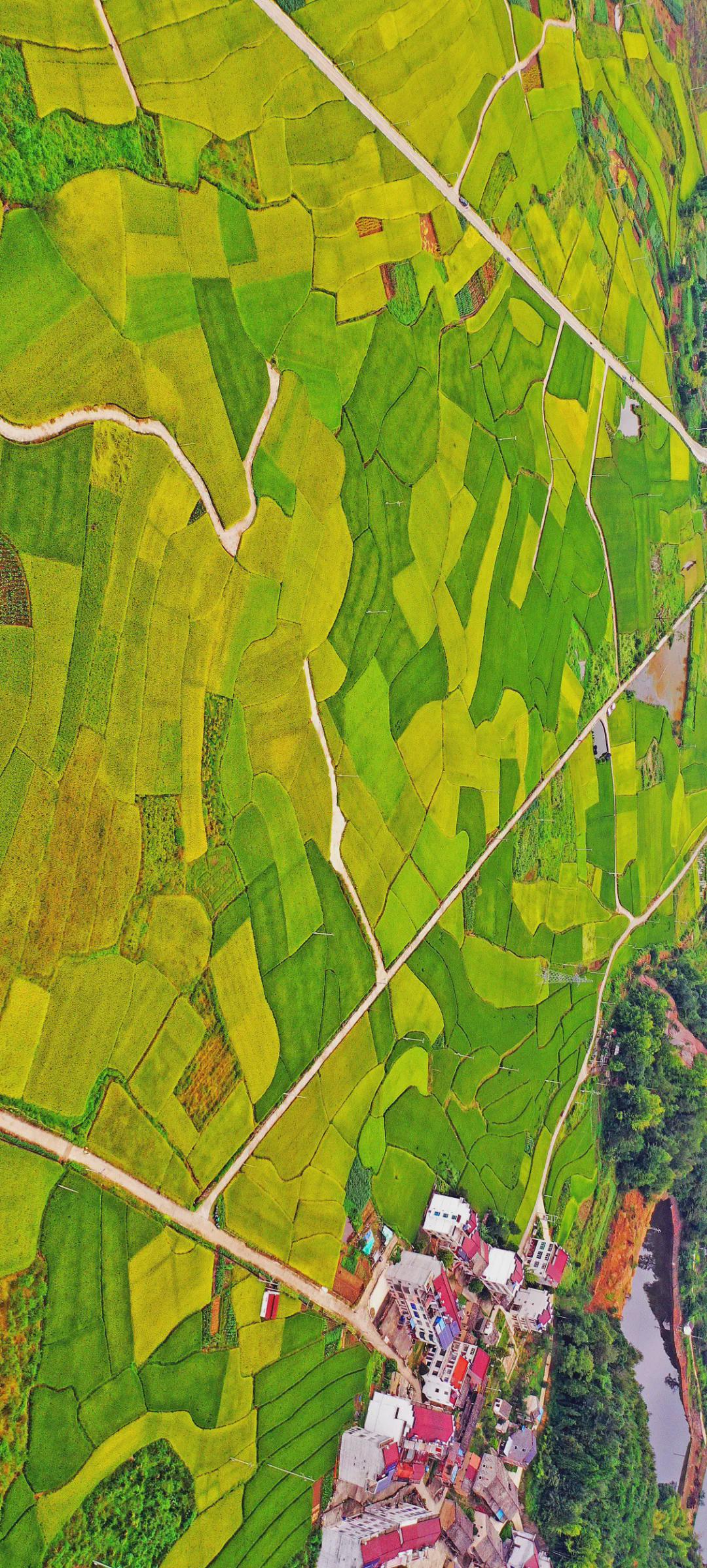 國慶長假，一起看看我們的田