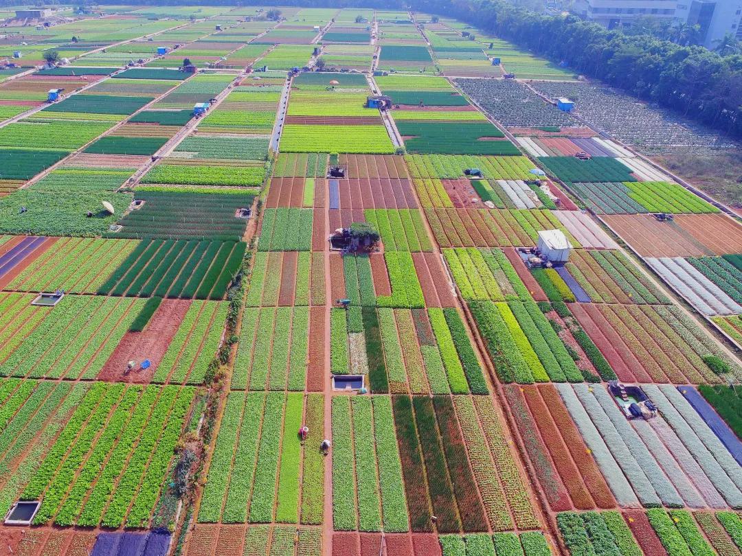 國慶長假，一起看看我們的田